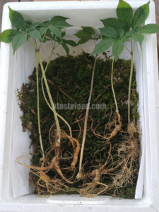 The 15-Year Elixir: Handcrafted Korean Wild Ginseng Liquor (Sansam-ju) Recipe