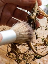 The 15-Year Elixir: Handcrafted Korean Wild Ginseng Liquor (Sansam-ju) Recipe