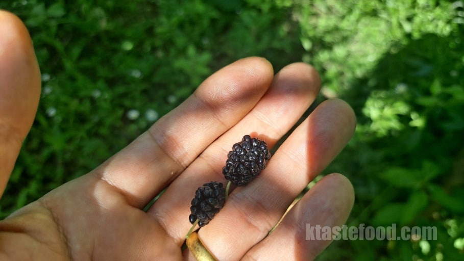 Wild Mulberry