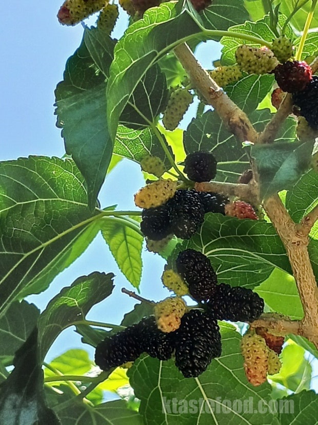 mulberry