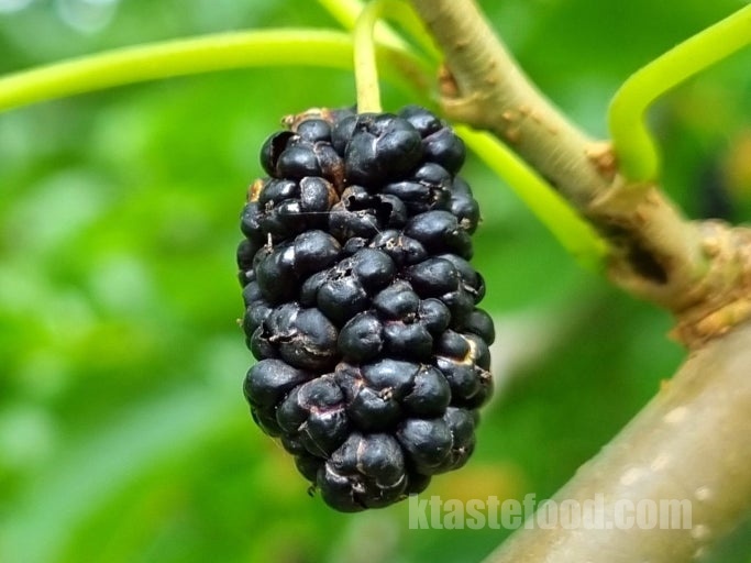 mullberry