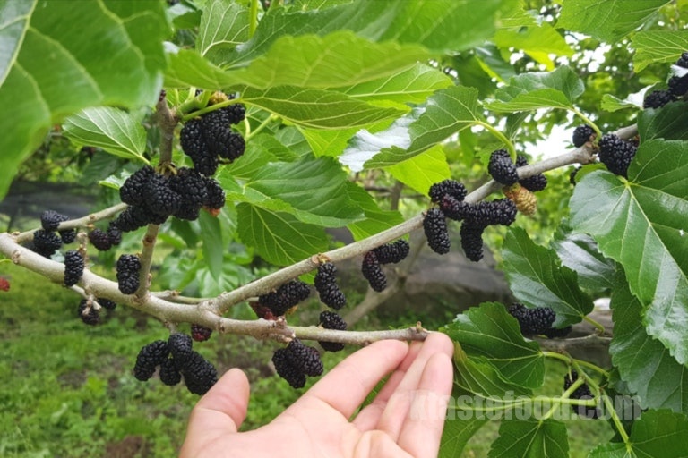 Mulberry